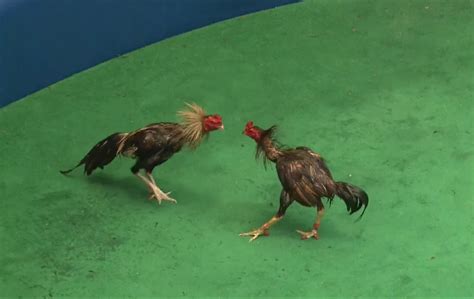 Sabung ayam .